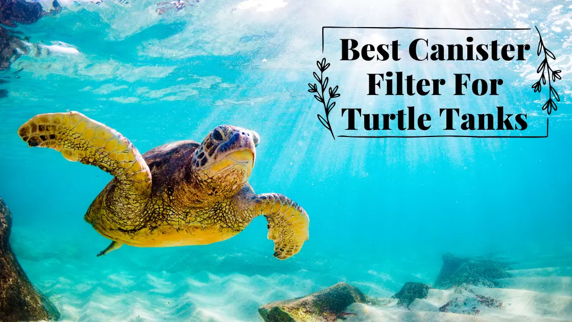 6 Best Canister Filter For Turtle Tanks - (2023 Update)