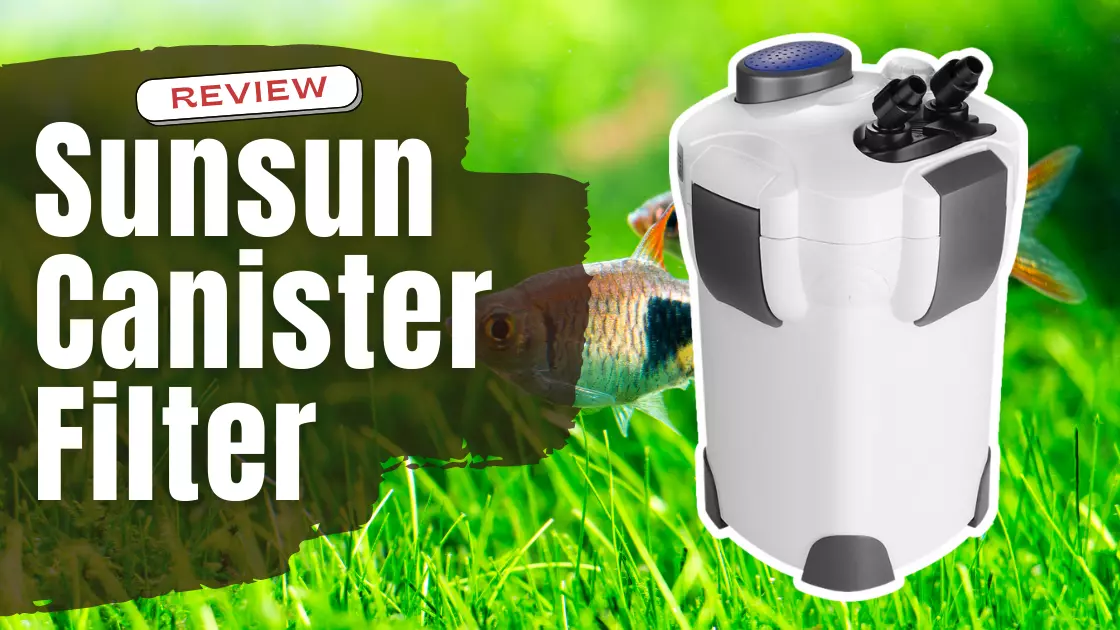 SunSun Canister Filter Review