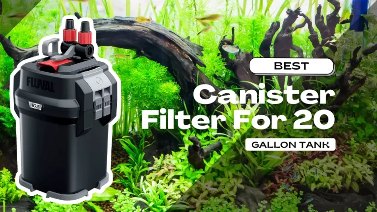 Best Canister Filter for 20 Gallon Tank