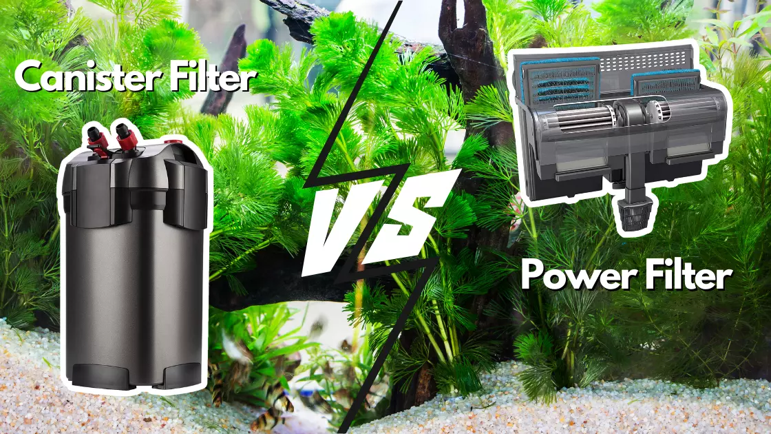 Canister Filter Vs Power Filter