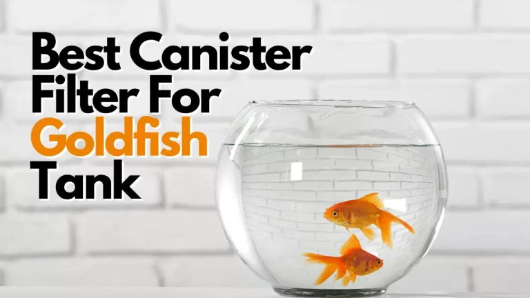 Best Canister Filter For Goldfish Tank
