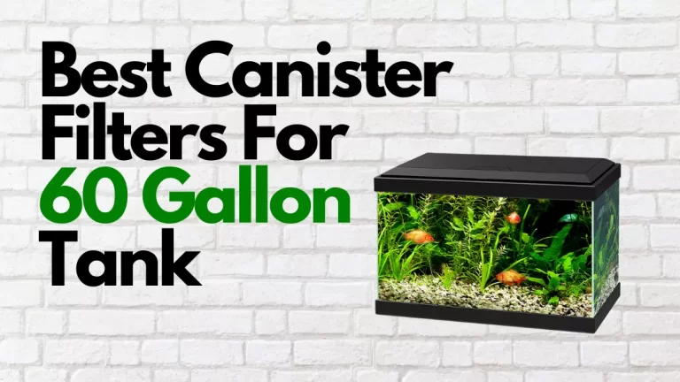 Best Canister Filters For 60 Gallon Tank
