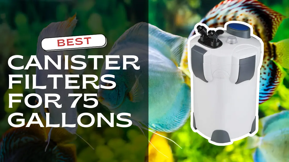 best canister filters for 75 gallons