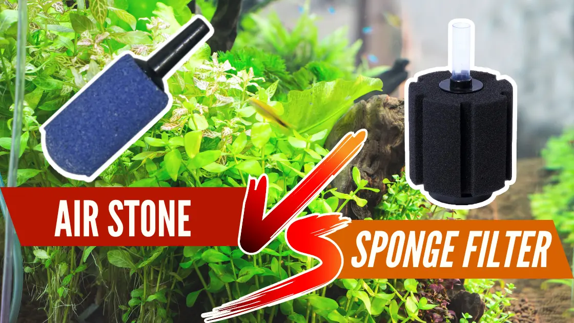 airstone vs sponge filter