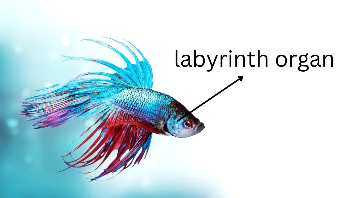 betta fish labyrinth organ