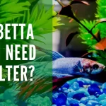 do betta fish need a filter