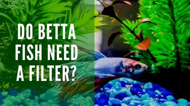 do betta fish need a filter